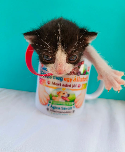 Legújabb cicáink❤️