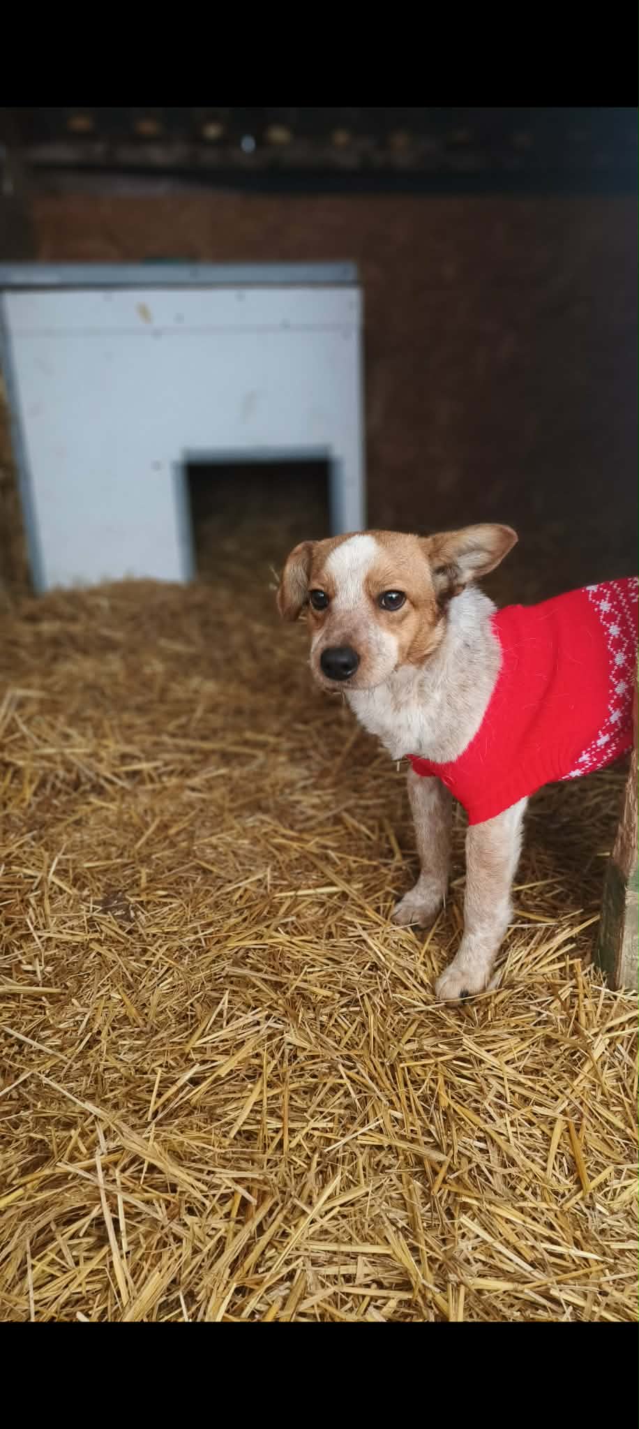 Etesd Meg Pötyit!