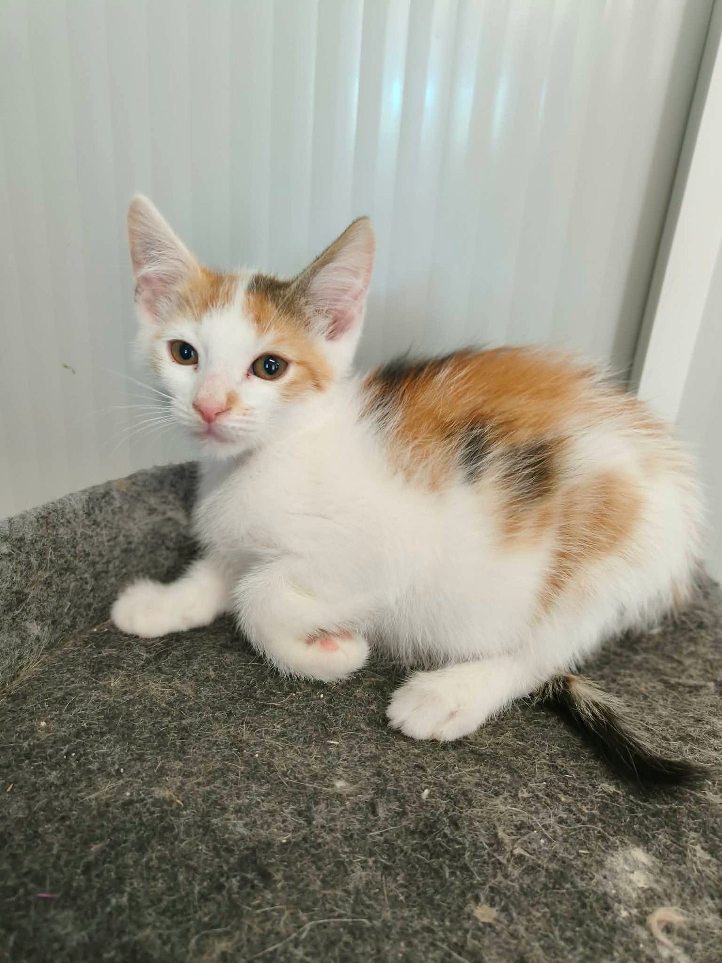 Legújabb cicáink❤️