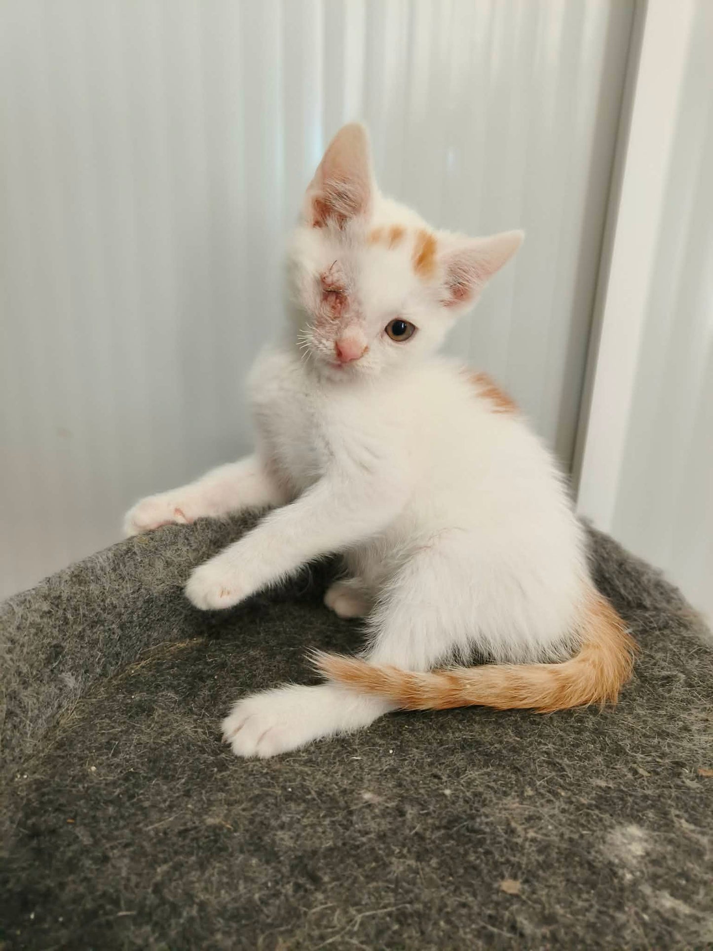 Legújabb cicáink❤️