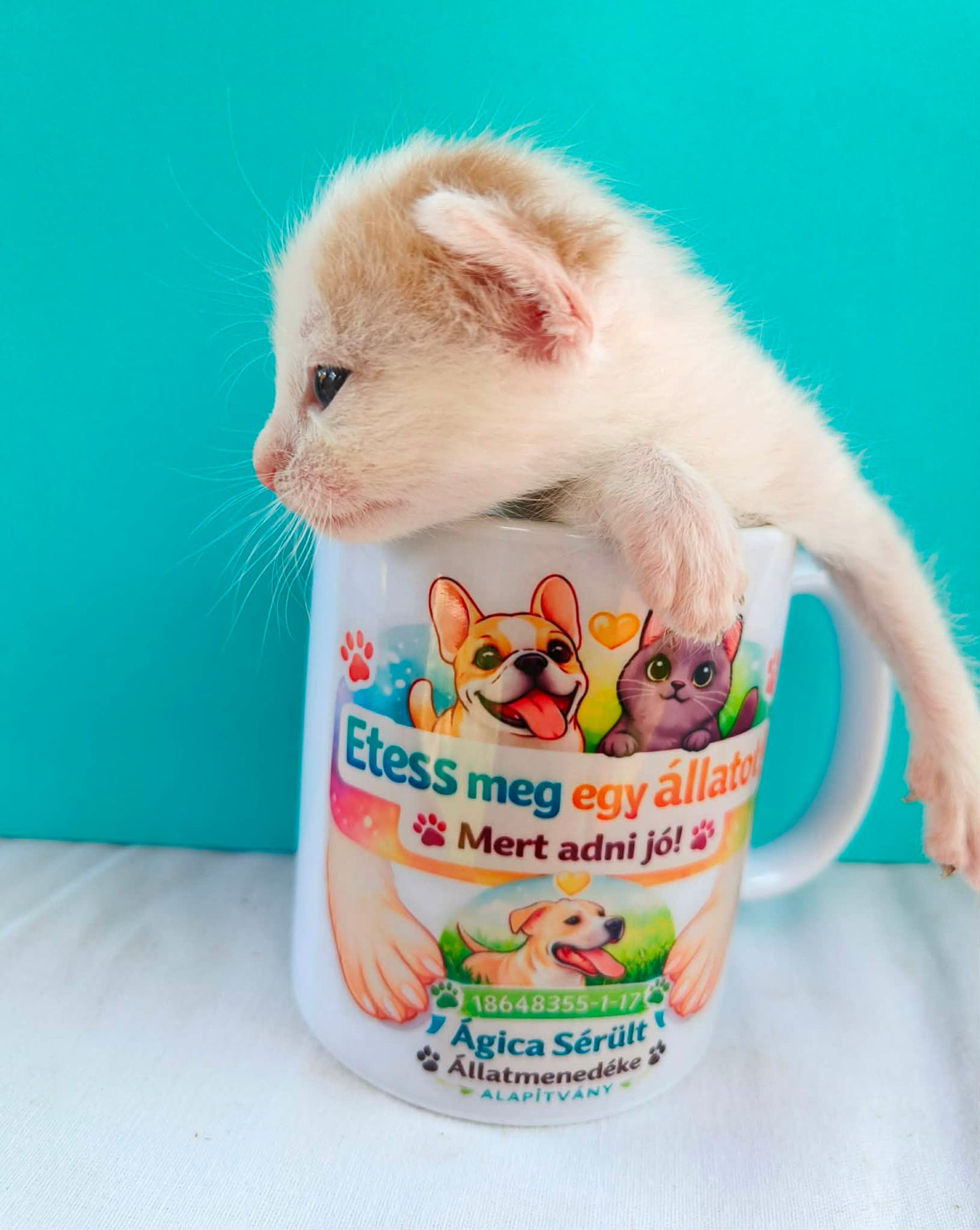 Legújabb cicáink❤️