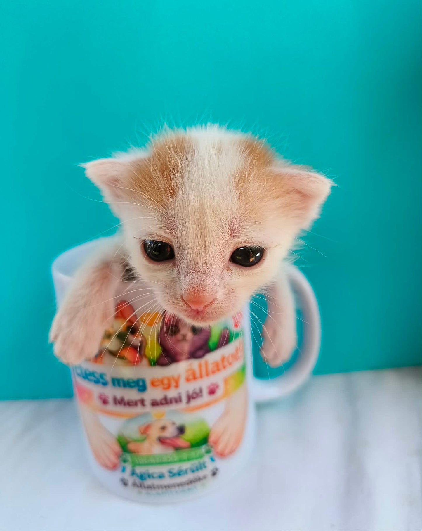 Legújabb cicáink❤️