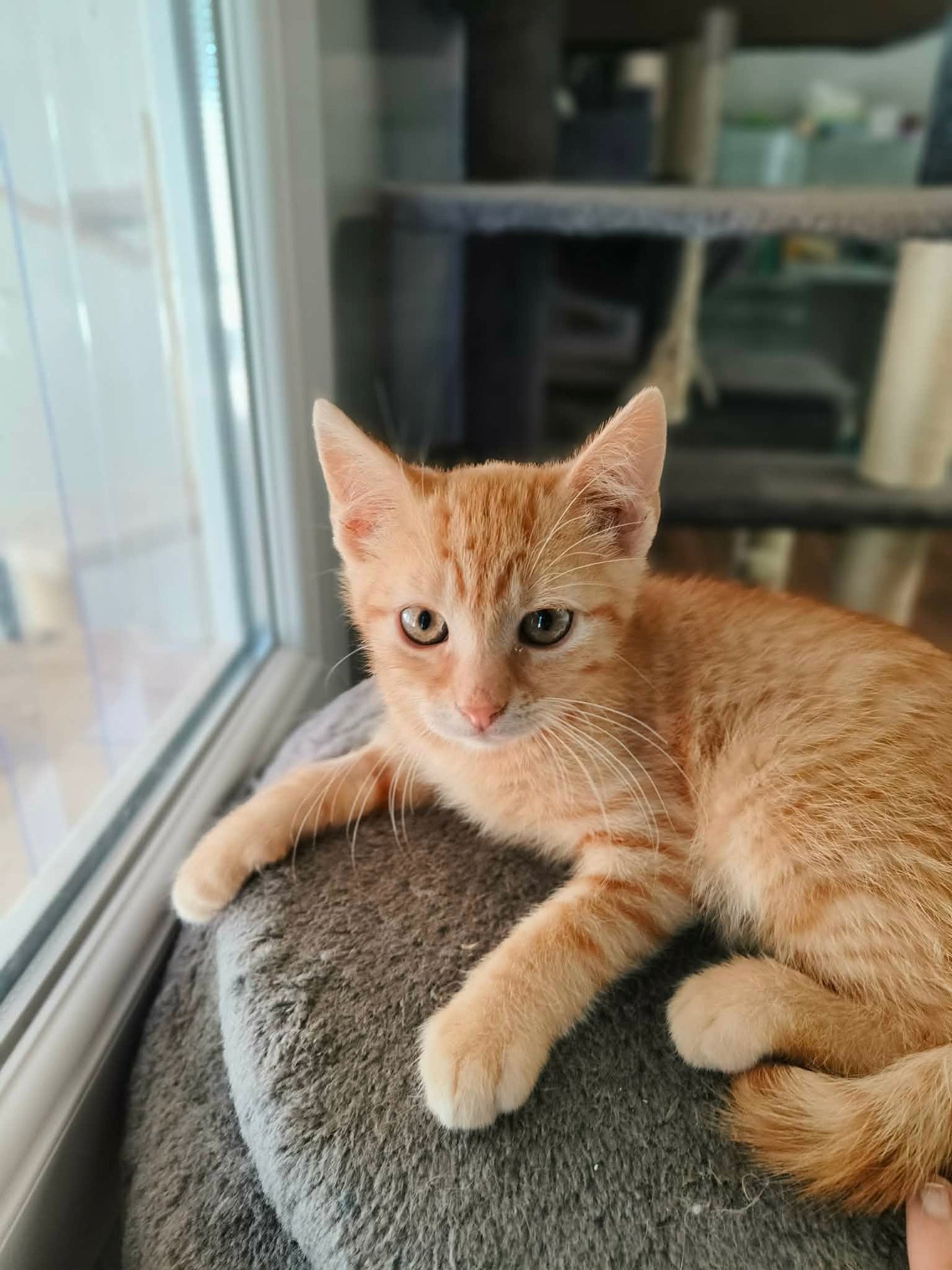 Legújabb cicáink❤️