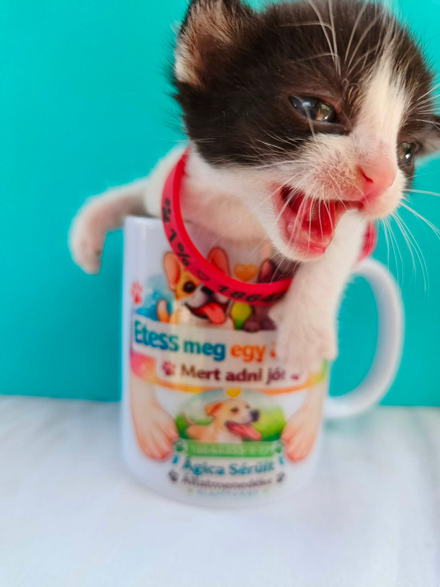 Legújabb cicáink❤️